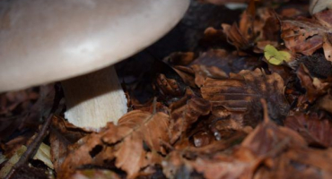 Houba ryadovka šedá (myši): jak ji používat v lidovém léčitelství